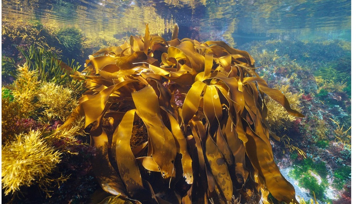 Undaria Pinnatifida, concentré de bienfaits pour le corps